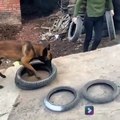 Ce chien transporte 4 pneus