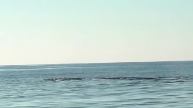 Las ballenas jorobadas regresan a Oaxaca, México