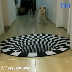 Trois chiens perturbés par une illusion d’optique