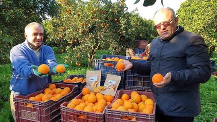 Kuyucak portakalı, Antalya portakalına rakip oldu