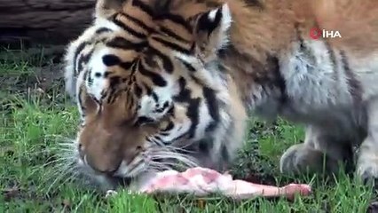 Zoopark'ta yırtıcı hayvanların beslenmeleri nefes kesti