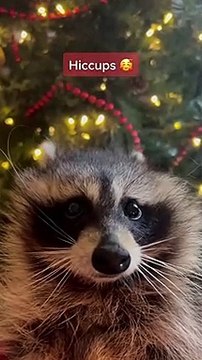 Un raton laveur qui souffre du hoquet !