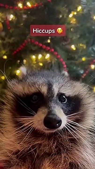 Un raton laveur qui souffre du hoquet !