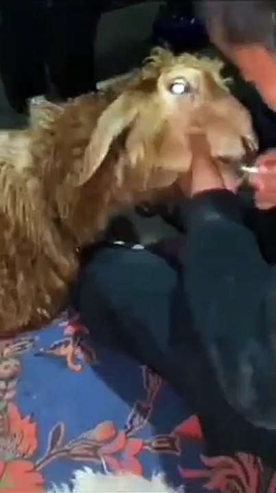 Un enfant qui ne laisse pas sa sucette à son mouton !