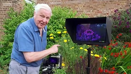 Attenborough's Life in Colour Saison 1 - Trailer (EN)