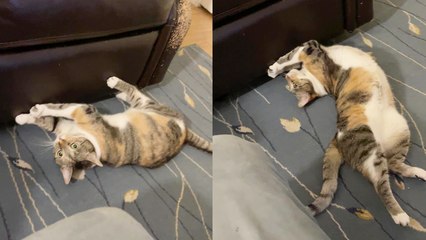 'Silly cat gives the living room couch a MESSY makeover '