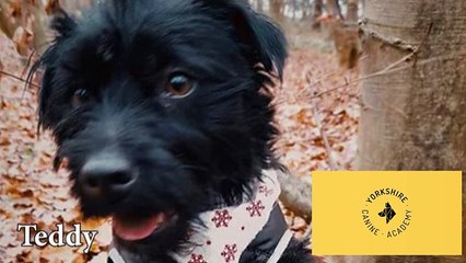 Good life dog rescue Teddy