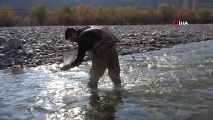 Yarım asırdır görülmeyen 'Bantlı Çöpçü Balığı' Batman'da ortaya çıktı