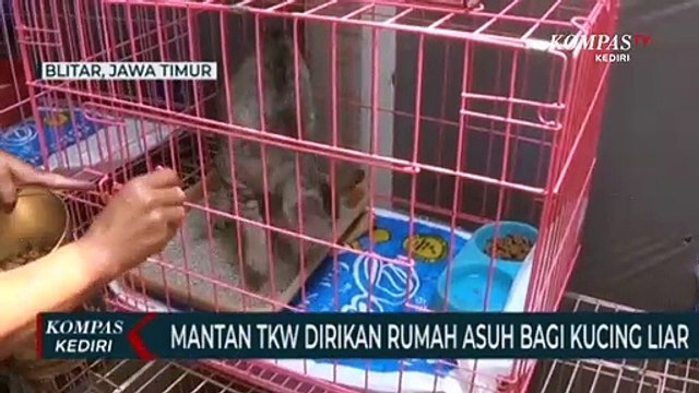 Mantan TKW Dirikan Rumah Penampungan Kucing Liar
