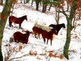 Kazdağları'nda karda yılkı atlarını görüntülediler