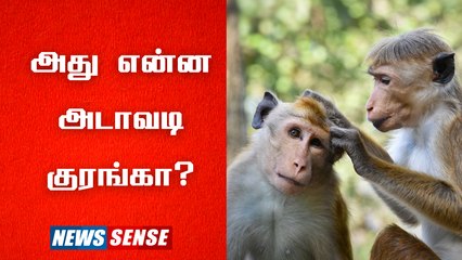 Monkey: நாய்களை கொன்றதாக கூறப்பட்ட குரங்குகள் வனத்துறையில் சிக்கின | Maharashtra- வில் நடந்தது என்ன? | Tamil Nadu