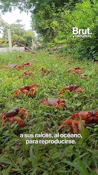 Detrás de las imágenes virales de millones de cangrejos rojos