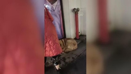 Kızıyla alışverişe çıkan anne, üşüyen köpeği kazakla ısıtmaya çalıştı
