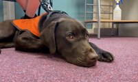 Therapy dog helps calm angry and stressed pupils