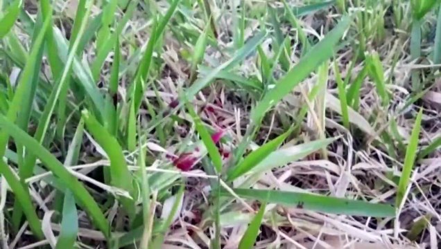 Polícia tenta localizar pessoa que atirou contra rapaz que possivelmente estava furtando fios de cobre