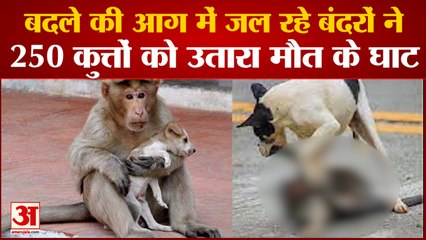 Monkey Attack Dog: बंदरों ने 250 कुत्तों को उतारा मौत के घाट। Monkey Vs Dog। Monkey Dog News।