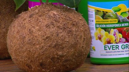 bd-publireportaje-evergreen-201221