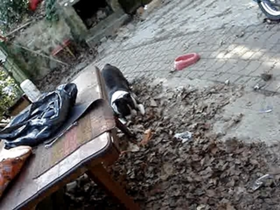 atila fou son bordel