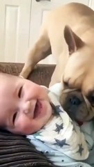 Doge kiss cute baby lips and face, again and again