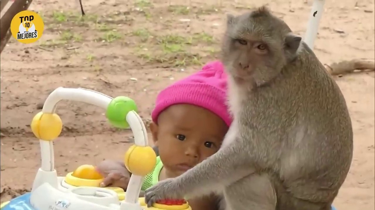 10 Animales Que Hicieron Cosas Que Sorprendieron A Todos