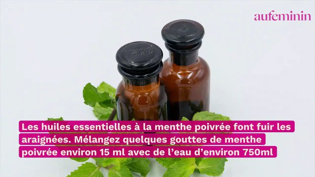5 astuces et répulsifs naturels pour éviter les araignées dans la maison