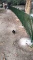 Crow Bird Short Video By Kingdom of Awais