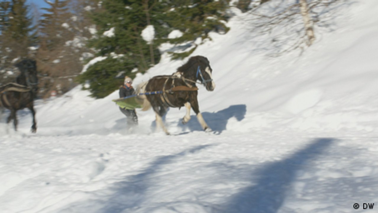 Arktisches Surfen auf den Lofoten