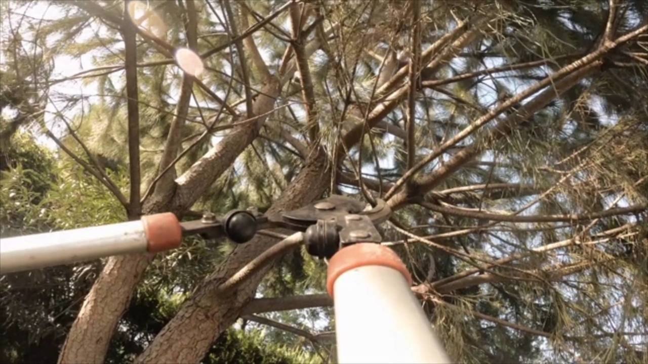 Pruning Mistakes You Should Never Make