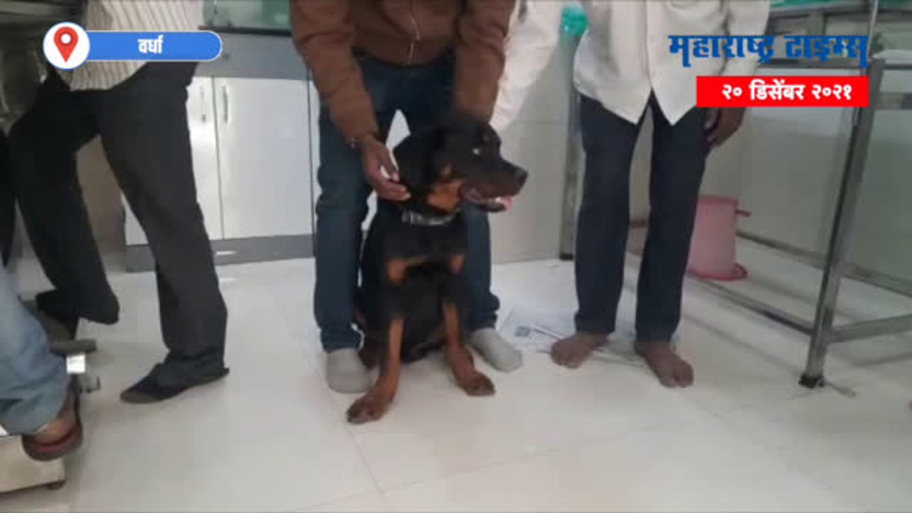 VIDEO | श्वानाच्या रक्ताने सात महिन्यांच्या ओरिओला जीवदान