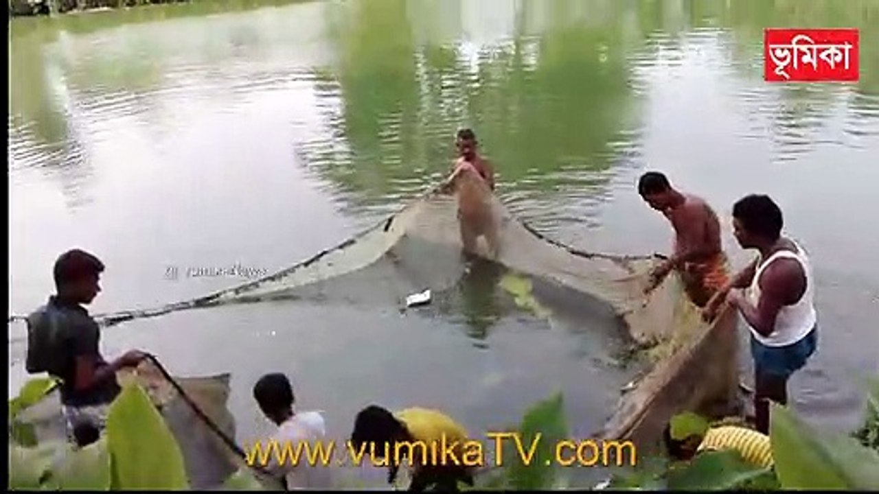 Net fishing in the big pond | Village Pond Fishing | Fishing by Net in a small village pond