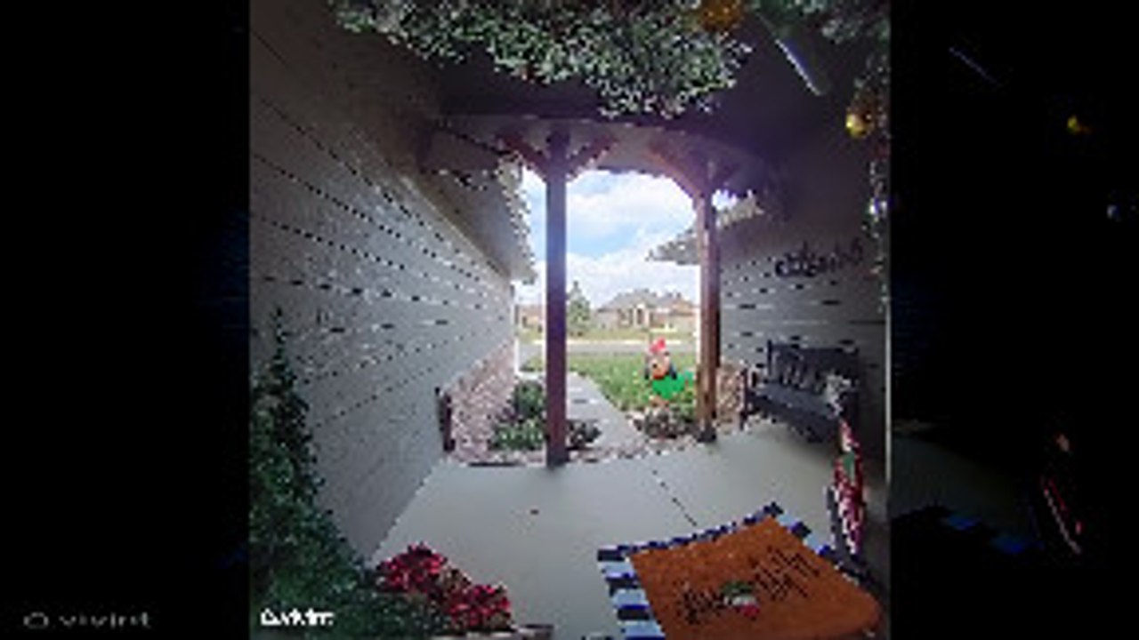 Norman the Dog Runs Away While Owner Yells Afte...