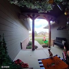 Norman the Dog Runs Away While Owner Yells After Him