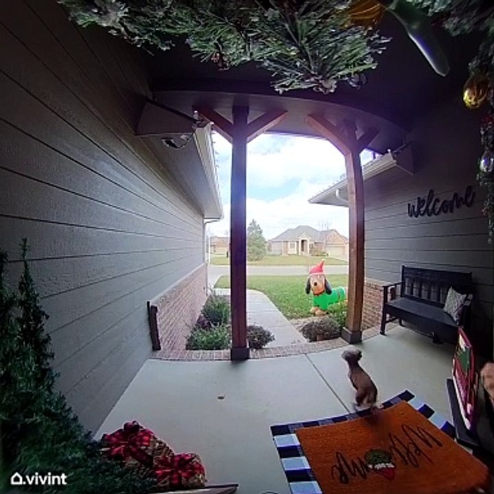 Norman the Dog Runs Away While Owner Yells Afte...