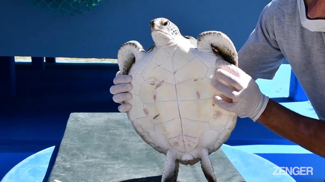 Marine Rescue Crew Found 10 Types Of Plastic In Turtle's Droppings