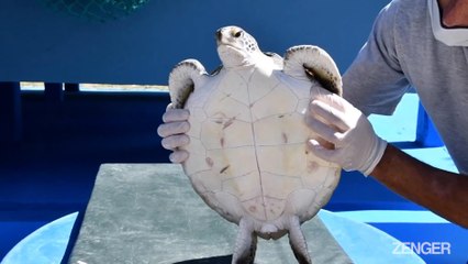 Marine Rescue Crew Found 10 Types Of Plastic In Turtle's Droppings