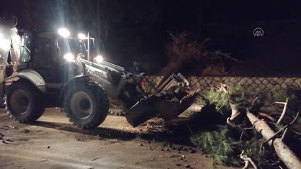 Kuvvetli rüzgar nedeniyle ağaç devrildi