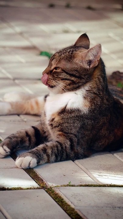 Seems our kitty is actually fed up being an instagram influencer!