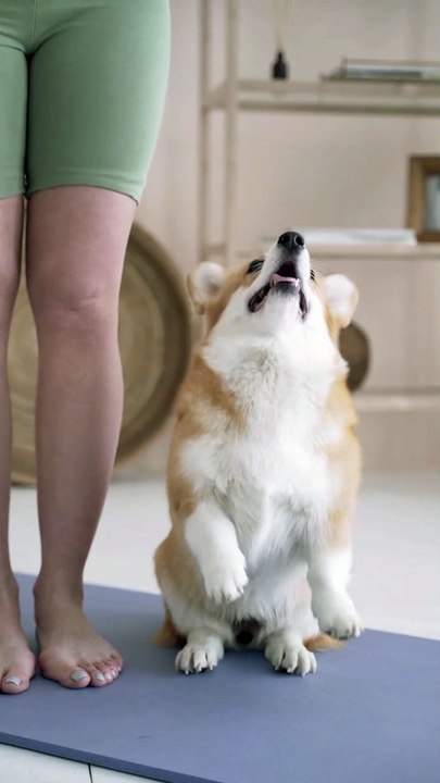 Vote for 'Pedigree', says this politician doggie | funniest animals | pets video | pet comedy | animals