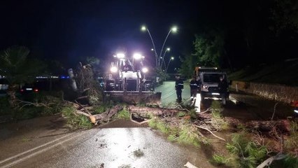 KÖKÜ ÇÜRÜYEN ÇAM AĞACI, YOLA DEVRİLDİ