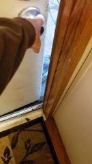 Doorway Blocking Cat Refuses to Move