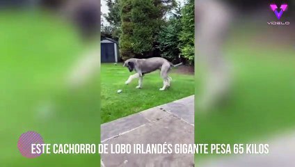 Arlo el cachorro de lobo irlandés que pesa 65 kg y se ha hecho viral en redes sociales
