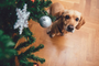 How to Dog-Proof Your Christmas Tree