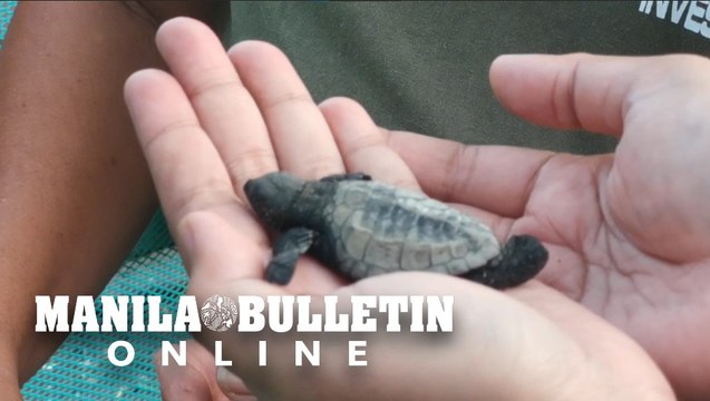 Over a dozen Olive ridley sea turtles hatchlings released in Naic, Cavite