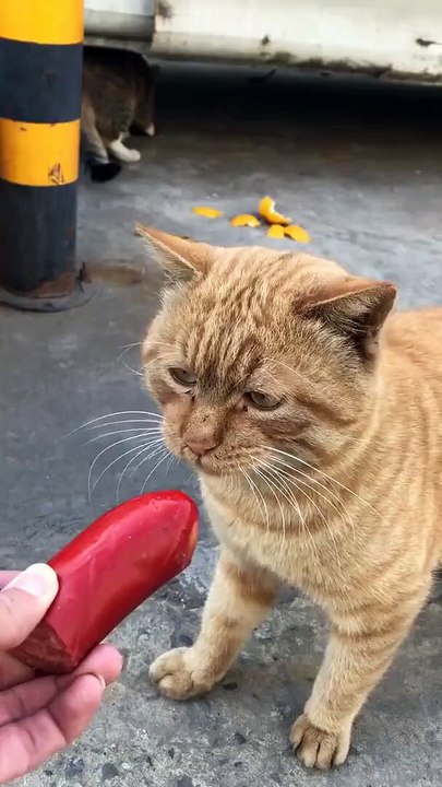 Funny Dogs And Cats Videos   Funny Animals Videos  petsentertainment_1080p