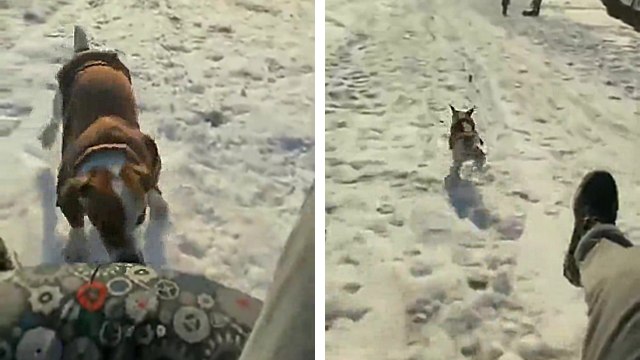 Un chien veut faire la course avec son maitre