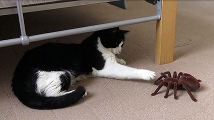 Cat With Spider | Funny Cats | Cute Cats | AR Studio