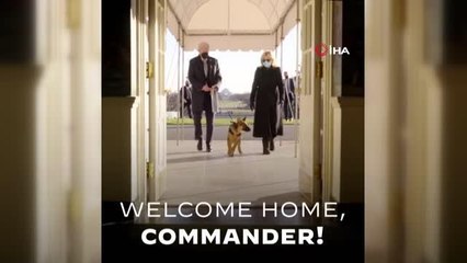 ABD Başkanı Biden'ın yeni köpeği 'Commander'Biden: "En yeni Biden ile tanışın"