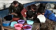 Van'daki balık çiftliklerinde alabalık sağımı sürüyor