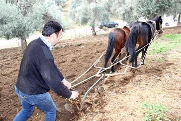 Yağışı gören tarlaya indi