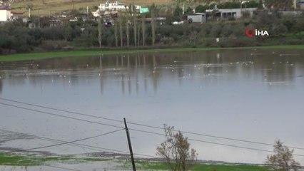 Manavgat'ta su basan ekili arazileri su kuşları istila etti